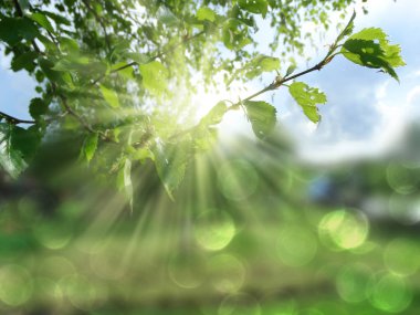 soyut arka plan bahar yeşil huş sarı için bulanık bırakır