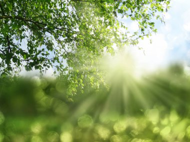 arka plan bahar Yeşil Sarı bulanık orman