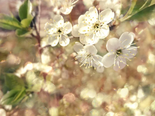 Ciliegia fiori astratto rosa sfondo morbido sfocato primavera blos — Foto Stock