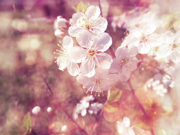 Цветы вишни абстрактный розовый фон мягкие размытые весенние блики — стоковое фото