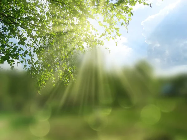 soyut arka plan bahar yeşil huş sarı için bulanık bırakır