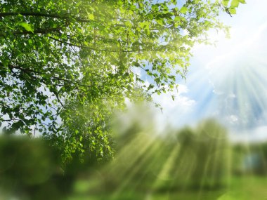 soyut arka plan bahar yeşil huş sarı için bulanık bırakır