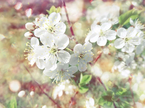Цветы вишни абстрактный розовый фон мягкие размытые весенние блики — стоковое фото
