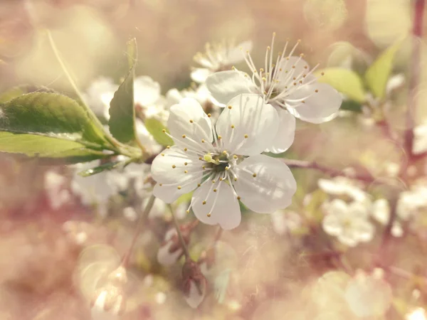 Ciliegia fiori astratto rosa sfondo morbido sfocato primavera blos — Foto Stock