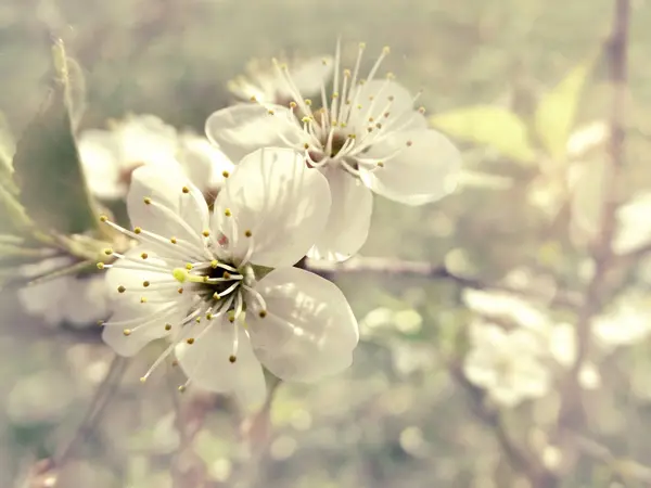 Ciliegia fiori astratto rosa sfondo morbido sfocato primavera blos — Foto Stock