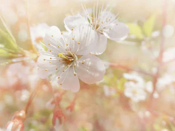 Kirschblüten abstrakt rosa Hintergrund weich verschwommen Frühling blos — Stockfoto