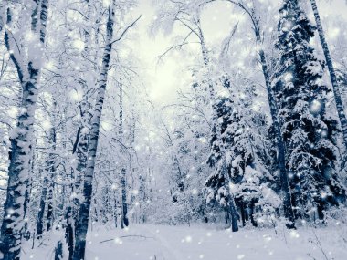 kış manzara orman kar Frost ile güneşli ışık ışınları