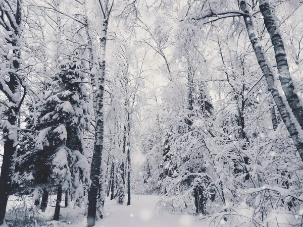 kış manzara orman kar Frost ile güneşli ışık ışınları