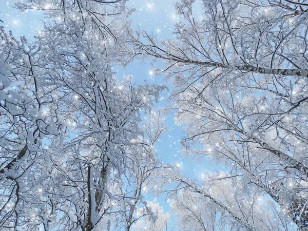 Bosque de paisaje de invierno en heladas de nieve con rayos de luz soleados — Foto de Stock