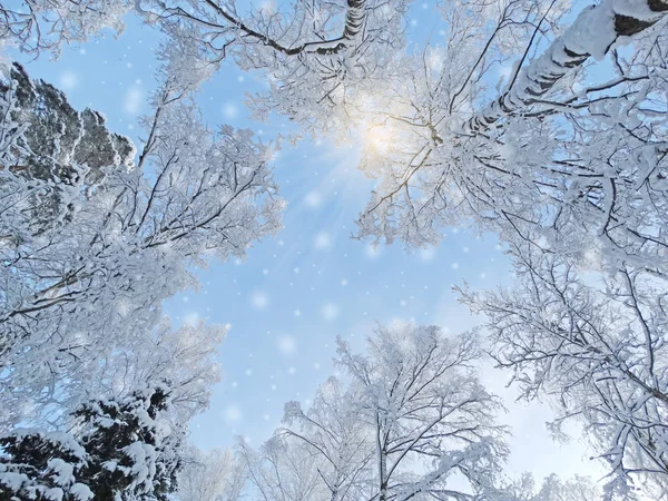 Floresta paisagem inverno em neve geada com raios de luz ensolarados — Fotografia de Stock