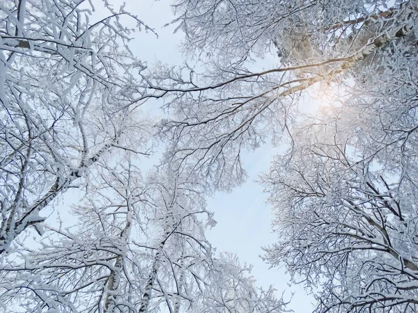 Bosque de paisaje de invierno en heladas de nieve con rayos de luz soleados — Foto de Stock