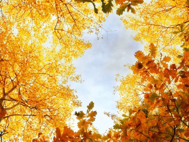 güneşli ışık ile sarı kırmızı yaprakları ile sonbahar manzara orman 