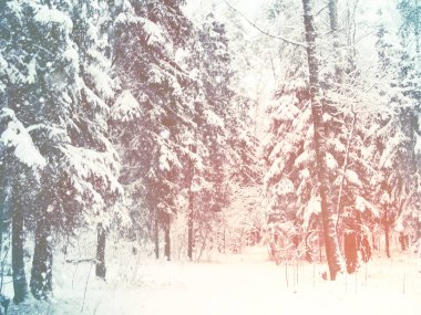 kış manzara orman kar Frost ile güneşli ışık ışınları