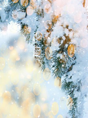 Kış çam ormanıyla kar frost closeup dalında