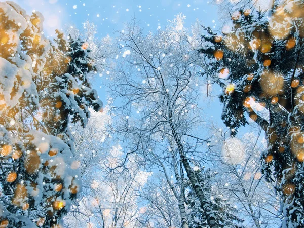 雪霜与阳光光束冬季风景林 — 图库照片