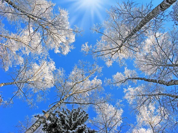 Bosque de paisaje de invierno en heladas de nieve con rayos de luz soleados — Foto de Stock