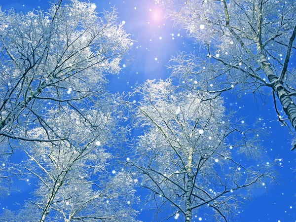 Floresta paisagem inverno em neve geada com raios de luz ensolarados — Fotografia de Stock