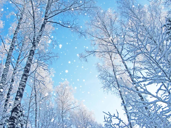 Winter landschap bos in sneeuw vorst met zonnige lichtstralen — Stockfoto