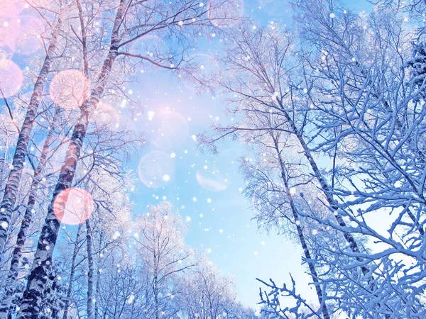Téli táj erdő a hó fagy, napsütéses fénysugarak — Stock Fotó