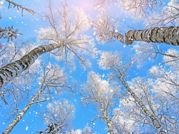 Bosque de paisaje de invierno en heladas de nieve con rayos de luz soleados — Foto de Stock