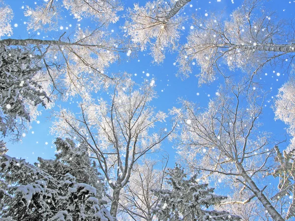 Bosque de paisaje de invierno en heladas de nieve con rayos de luz soleados — Foto de Stock