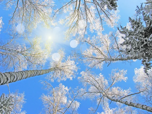 Bosque de paisaje de invierno en heladas de nieve con rayos de luz soleados — Foto de Stock