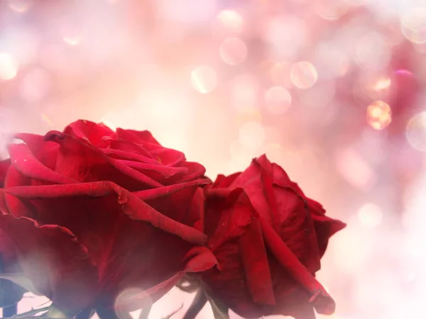 红玫瑰情人节爱情背景 — 图库照片