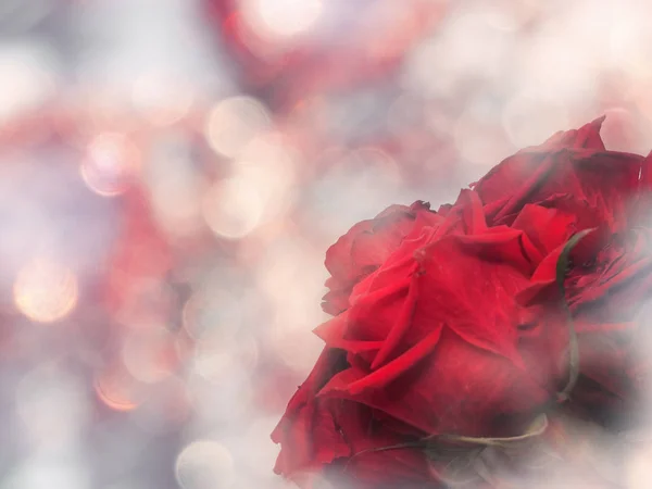 Rote Rosen Valentinstag Liebe Hintergrund — Stockfoto
