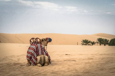 a camels butt