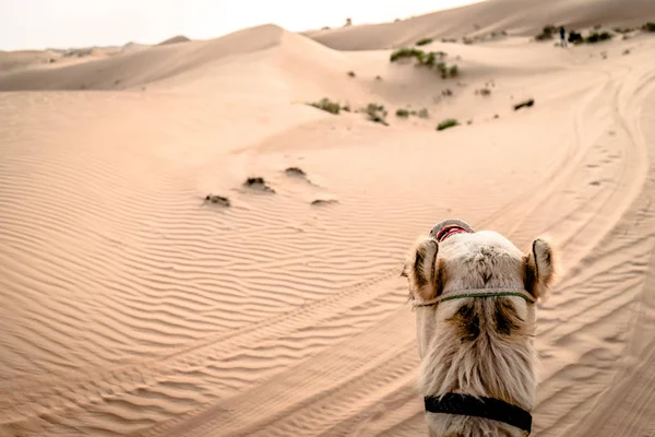 Ein Kamel, das durch eine Wüste geht — Stockfoto