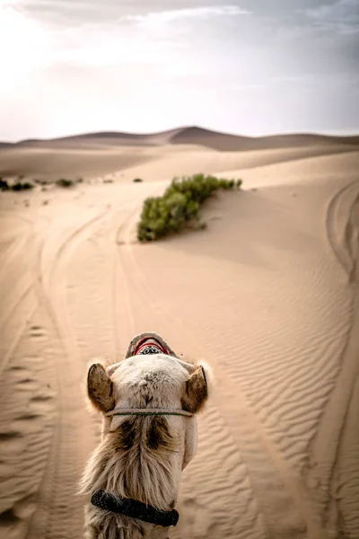 Un cammello che cammina attraverso un deserto — Foto Stock