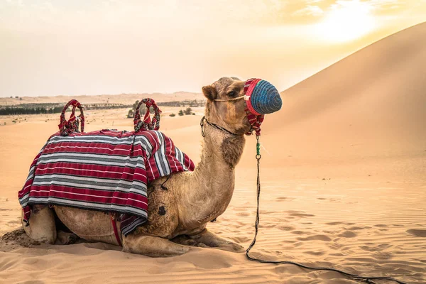 Un cammello adagiato nella sabbia del deserto — Foto Stock