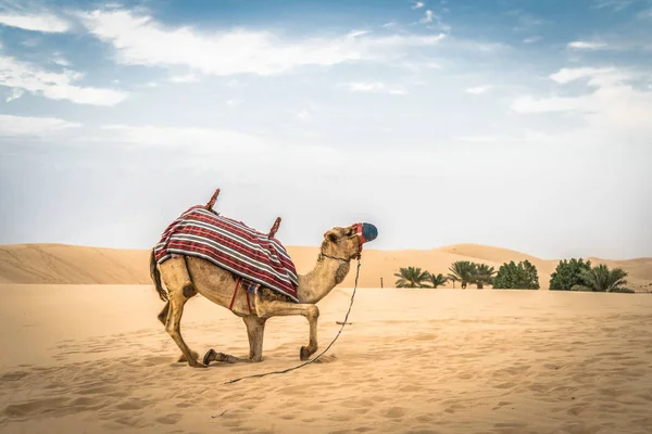 Un cammello inginocchiato nella sabbia del deserto — Foto Stock