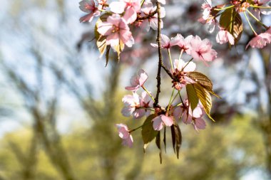 Pembe kiraz çiçekleri baharda kiraz ağacında çiçek açar.