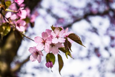 Pembe kiraz çiçekleri baharda kiraz ağacında çiçek açar.