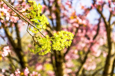 Baharda küçük sarı çiçekli bir ağaç.