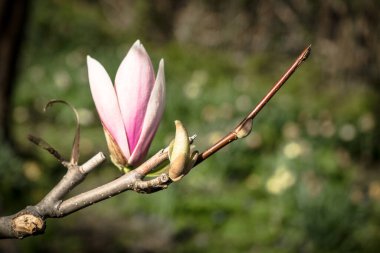 Çiçek açan manolya çiçekleri İlkbaharda sabah ışığında