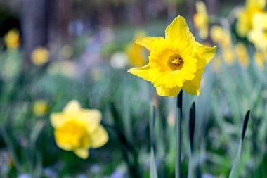 Sarı nergisler bir bahar çiçeği çayırında