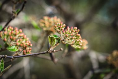 Yumuşak ışıkta dalda kırmızı tomurcuklar