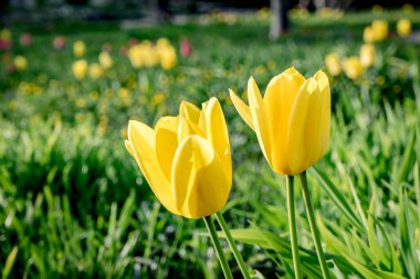 Baharda bahçede açan sarı laleler