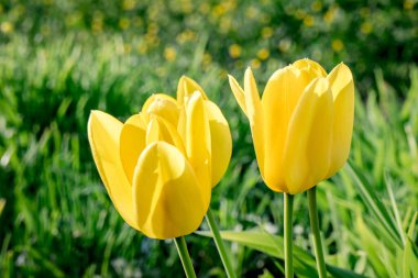 Baharda bahçede açan sarı laleler