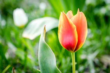 Sarı kenarlı kırmızı laleler