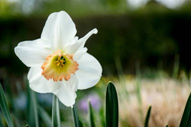 Bahçedeki güzel beyaz nergis