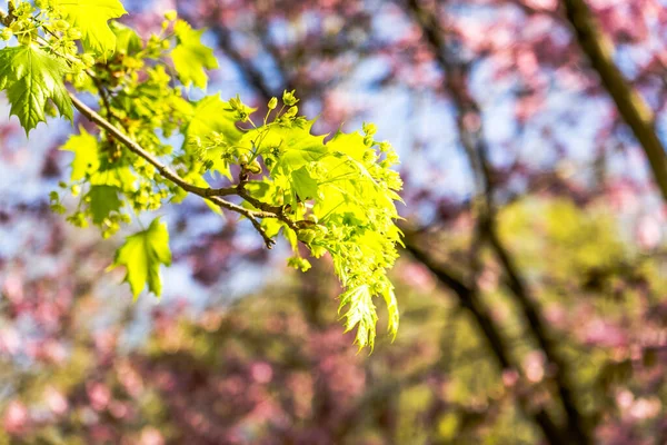 maple tree with yellow leaves shining in the sun