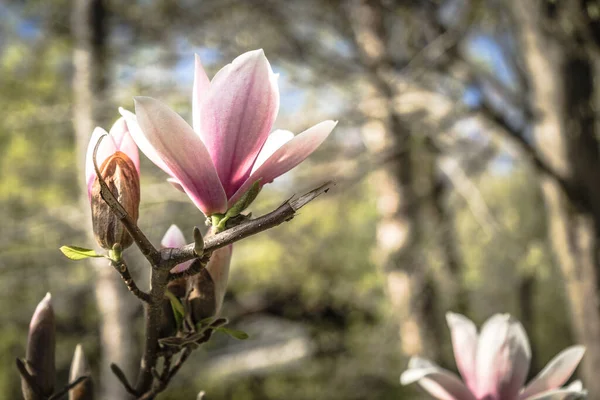 Fioritura Magnolia Fioritura Alla Luce Del Mattino Primavera — Foto Stock