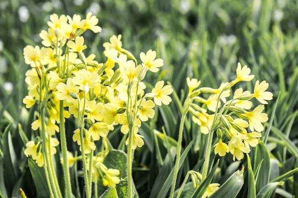 Viele Kleine Zarte Gelbe Blüten Auf Der Wiese — Stockfoto