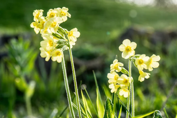 Lindas Pequenas Flores Amarelas — Fotografia de Stock
