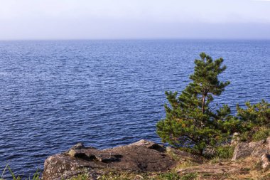 Ada Valaam Ladoga Gölü'yaz gün, Rusya kayalık kıyısında küçük bir çam