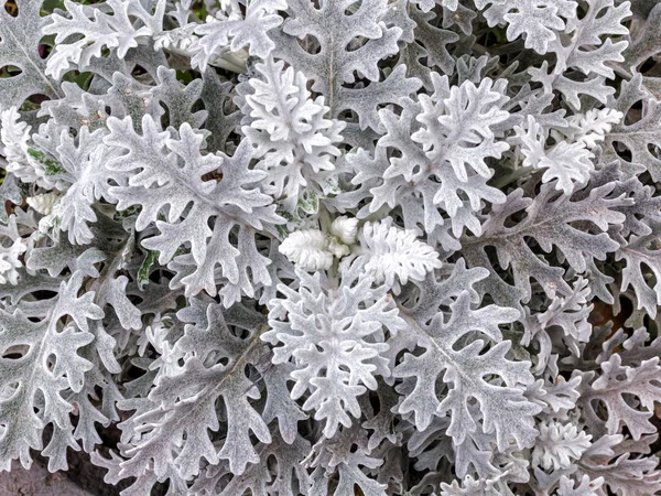 Planta Cinzenta Branca Das Folhas Fofas Plantas Perenes Fuzzy Folha — Fotografia de Stock