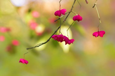 Geç sonbahar çiçekli ağaç dal.